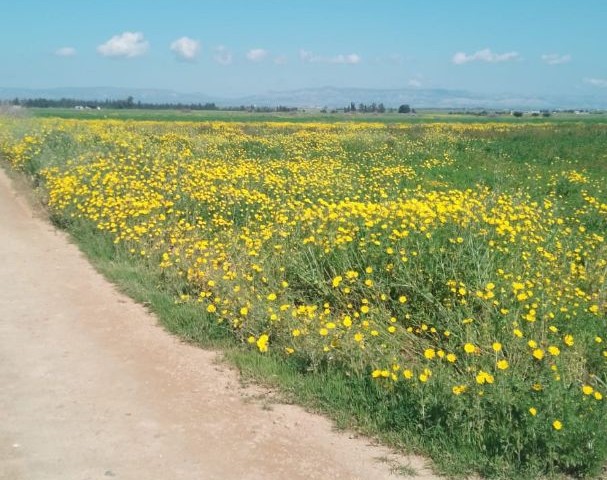 İNÖNÜ زمین برای فروش