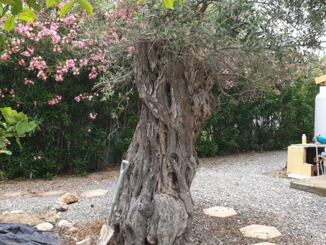 ویلا برای فروش in Ozanköy, گیرنه