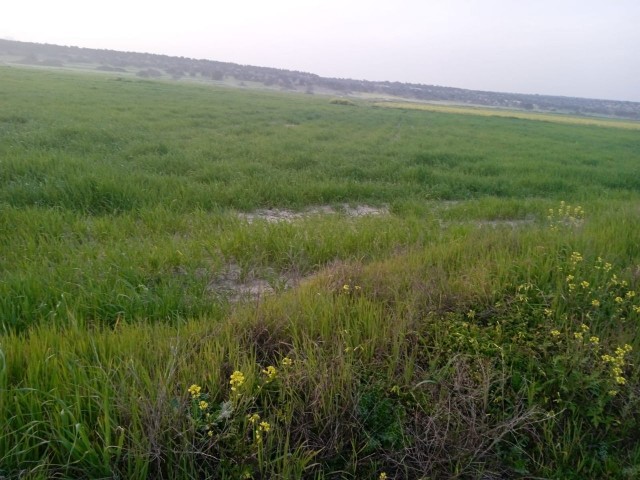 3 DONE LAND FOR SALE IN İSKELE BAFRA HOTELS AREA WITH HIGH RETURN ON INVESTMENT!!