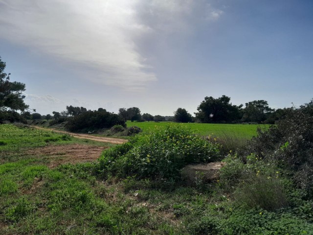 9 DECADES OF LAND FOR SALE IN İSKELE DERİNCE AREA, WALKING DISTANCE TO THE SEA!!