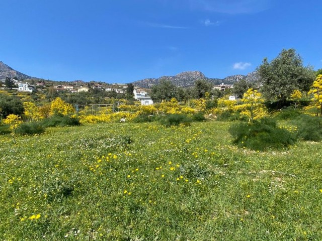 land in good area in taskent with 3 olive trees for sale