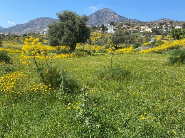 land in good area in taskent with 3 olive trees for sale