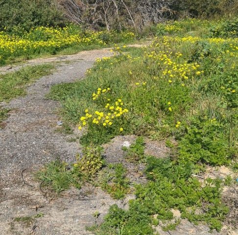 ALS GEWERBEGEBIET AUSGEWIESENES GRUNDSTÜCK MIT MEER- UND HAUPTSTRASSENFRONT