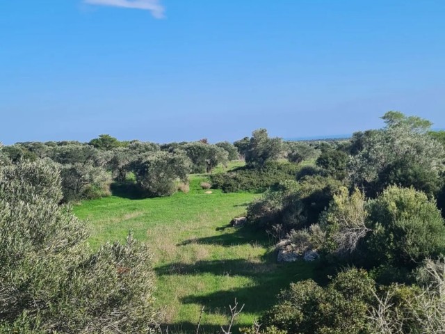 5 DONUM-FELD ZUM VERKAUF IN İSKELE MEHMETÇİK