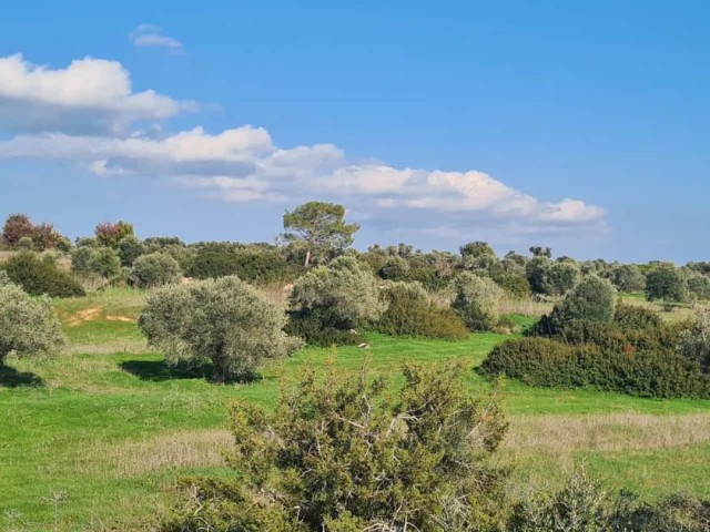 5 DONUM-FELD ZUM VERKAUF IN İSKELE MEHMETÇİK