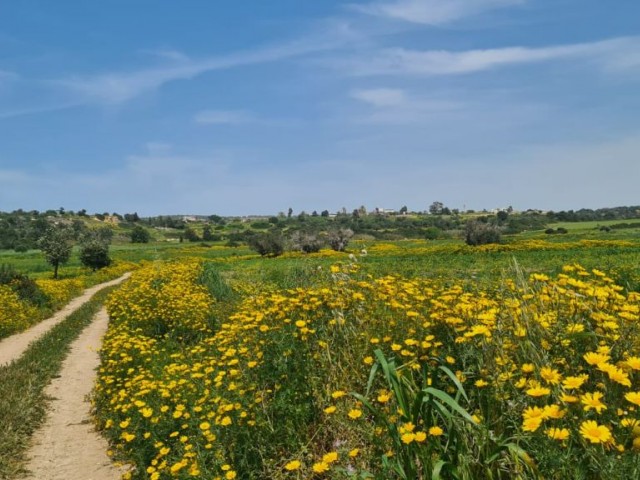 LAND FOR SALE IN BOLTAŞLI