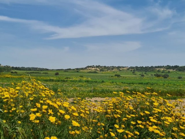 LAND FOR SALE IN BOLTAŞLI