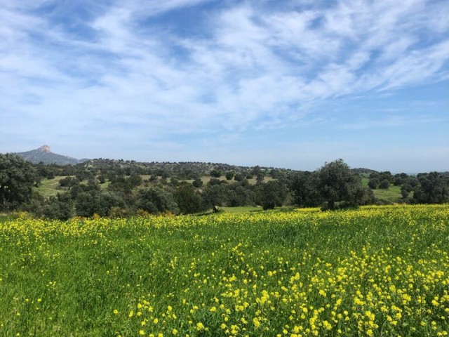 A TOTAL OF 40 ACRES OF FIELD FOR SALE IN THE VILLAGE OF TURNALAR, CONNECTED TO THE PIER-KANTARA (ACRE PRICE: 6000 STG) ** 