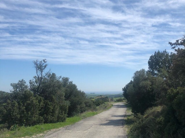 A TOTAL OF 40 ACRES OF FIELD FOR SALE IN THE VILLAGE OF TURNALAR, CONNECTED TO THE PIER-KANTARA (ACRE PRICE: 6000 STG) ** 