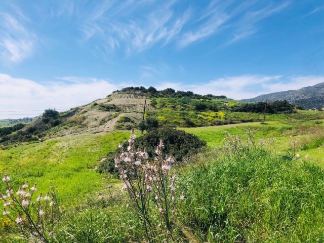 A TOTAL OF 40 ACRES OF FIELD FOR SALE IN THE VILLAGE OF TURNALAR, CONNECTED TO THE PIER-KANTARA (ACRE PRICE: 6000 STG) ** 