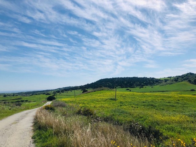 A TOTAL OF 40 ACRES OF FIELD FOR SALE IN THE VILLAGE OF TURNALAR, CONNECTED TO THE PIER-KANTARA (ACRE PRICE: 6000 STG) ** 