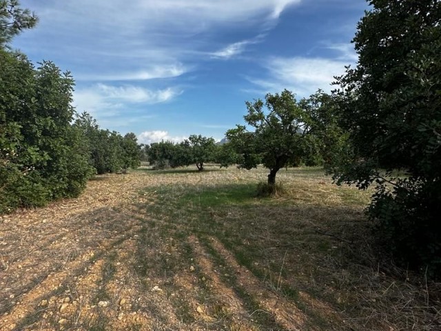 6 acres of 1 evlek land for sale in Girne/Karaağaç