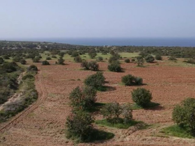 16 Hektar 1 Evlek-Land zum Verkauf in FAMAGUSA/TATLISU