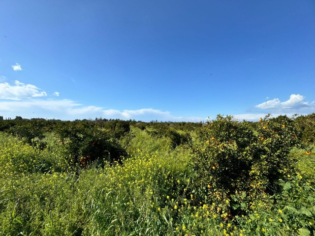 Güzelyurt Aydınköy 9 decare orange garden