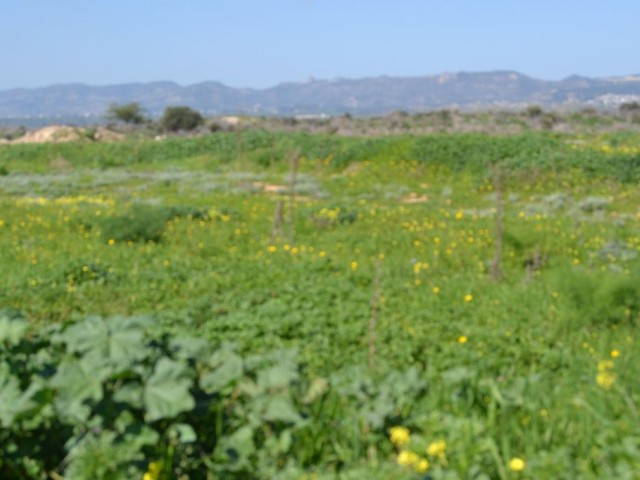 رشته برای فروش in Boğaz, ایسکله