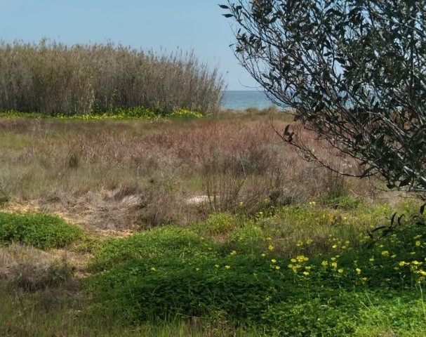 2 Hektar Land NULL ZUM MEER IN ISKELE BOSPHORUS