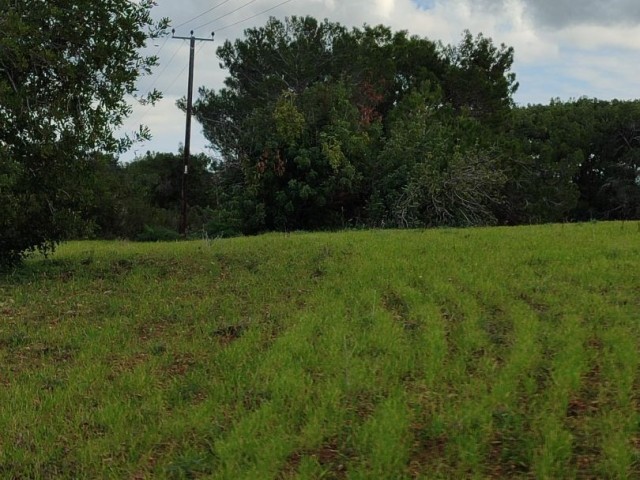 35 GRUNDSTÜCKE ZUM VERKAUF IM DORF DIPKARPAZ