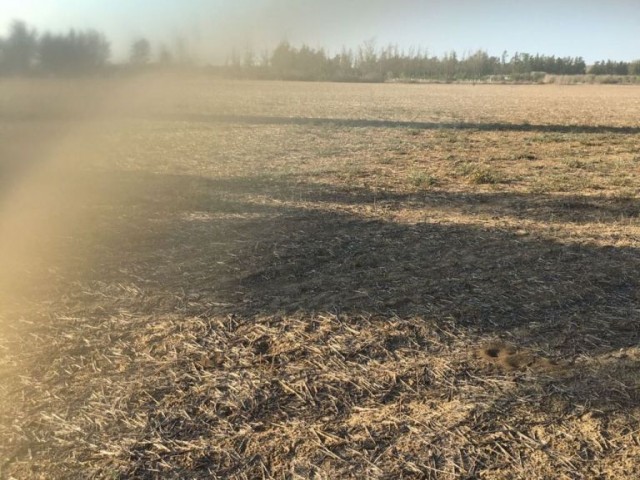 Feld Kaufen in Güzelyurt Merkez, Guzelyurt