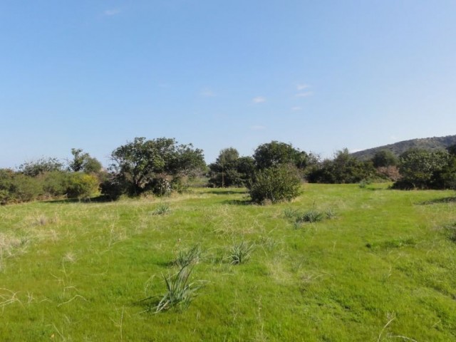 رشته برای فروش in Bahçeli, گیرنه