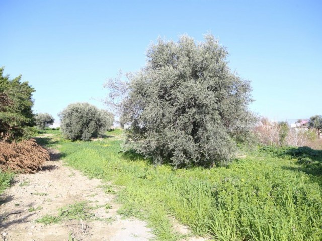 Residential Zoned Plot For Sale in Karakum, Kyrenia