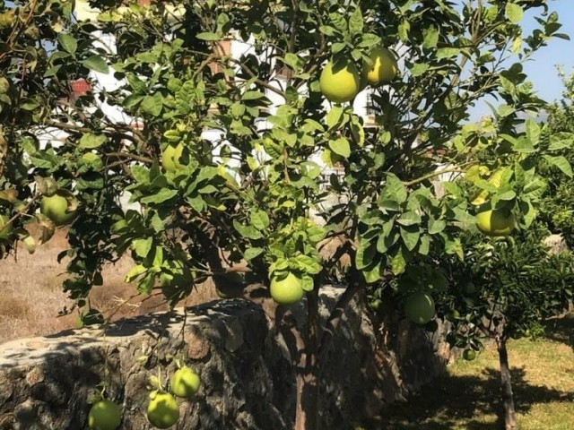 نیمه جدا برای اجاره in Boğaz, ایسکله