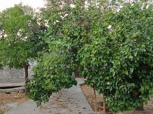 خانه مستقل 2+1 برای فروش در روستای فاماگوستا آکدوغان