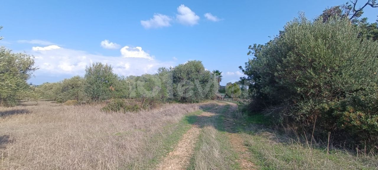 منطقه مسکونی برای فروش in Karşıyaka, گیرنه