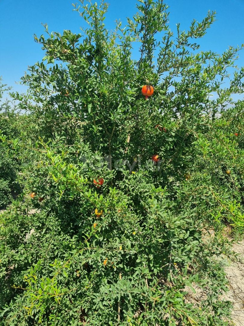 Land for sale in Haspolat district of Nicosia (pomegranate garden) ** 