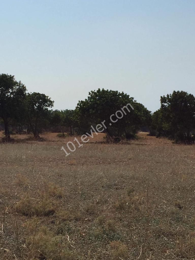 Elm field with sea and mountain views. The view from the cliff at the back is not interrupted ** 