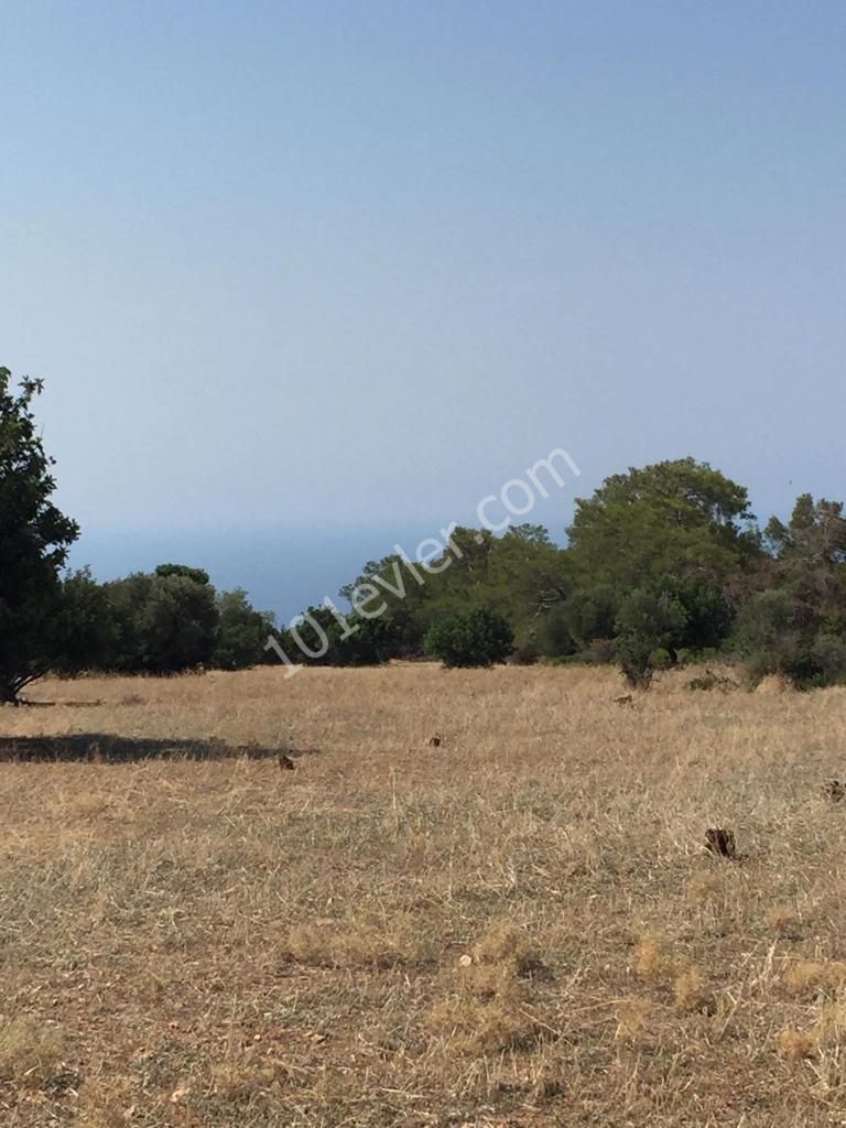 Elm field with sea and mountain views. The view from the cliff at the back is not interrupted ** 