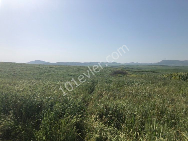 Feld Kaufen in Türkeli, Nikosia