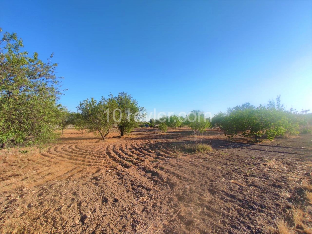 Field For Sale in Serdarlı, Famagusta