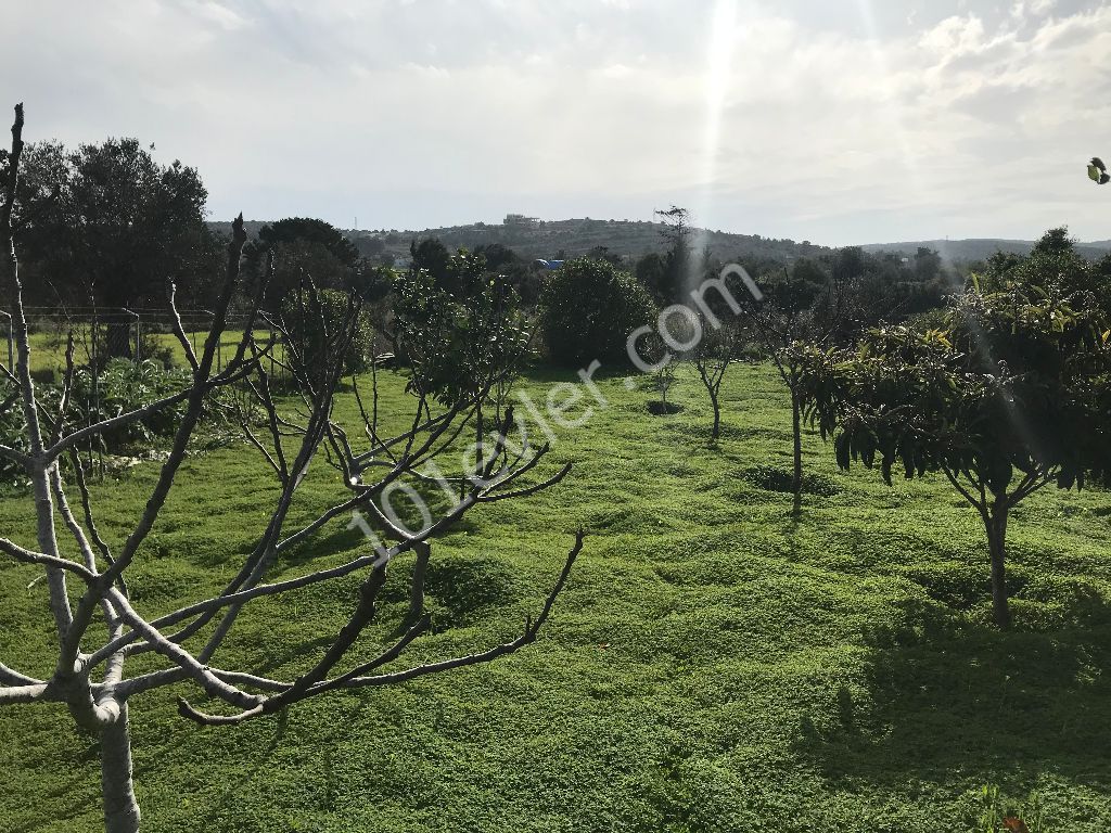 Im Dorf DIPKARPAZ auf einem Grundstück von 1030 m2, in dem etwa 100 Bäume gepflanzt wurden, ist ein wunderbares Haus aus gelbem Stein ** 