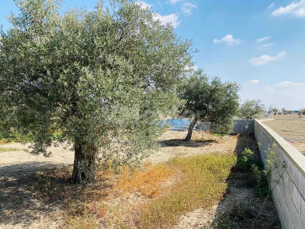 Einfamilienhaus Kaufen in Değirmenlik, Nikosia