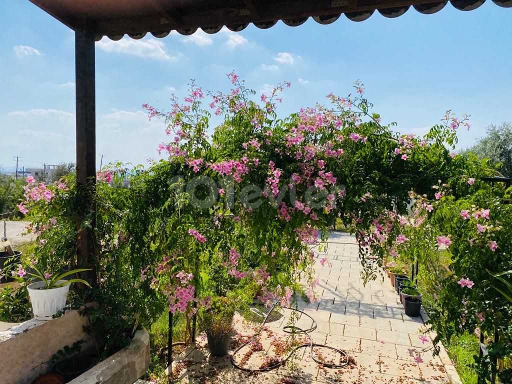 Einfamilienhaus Kaufen in Değirmenlik, Nikosia