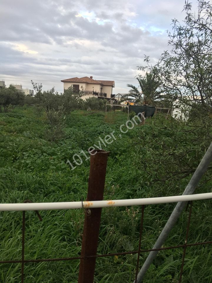 Einfamilienhaus Kaufen in Demirhan, Nikosia