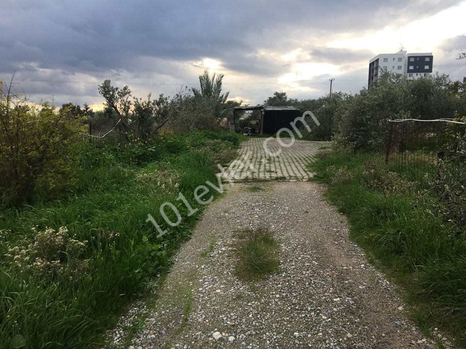 Einfamilienhaus Kaufen in Demirhan, Nikosia