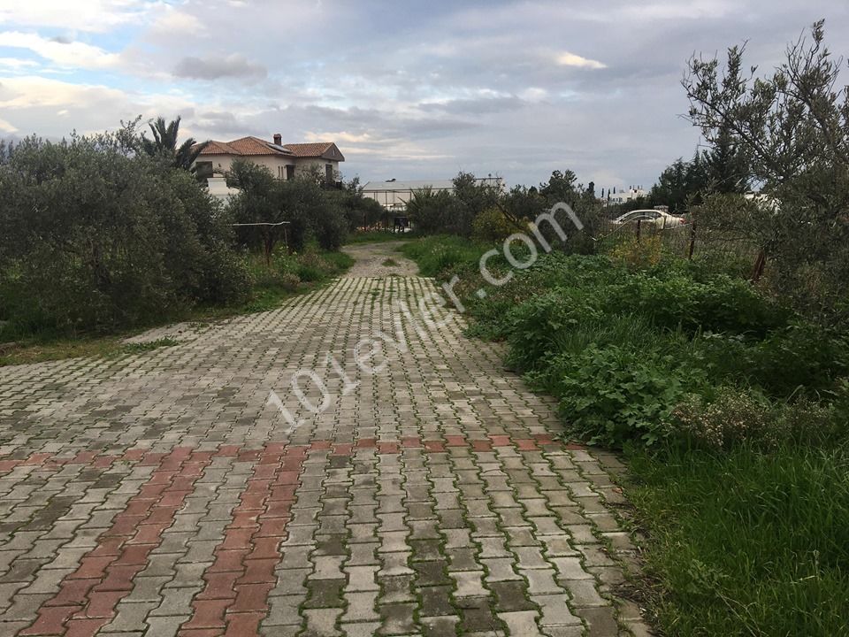 Einfamilienhaus Kaufen in Demirhan, Nikosia