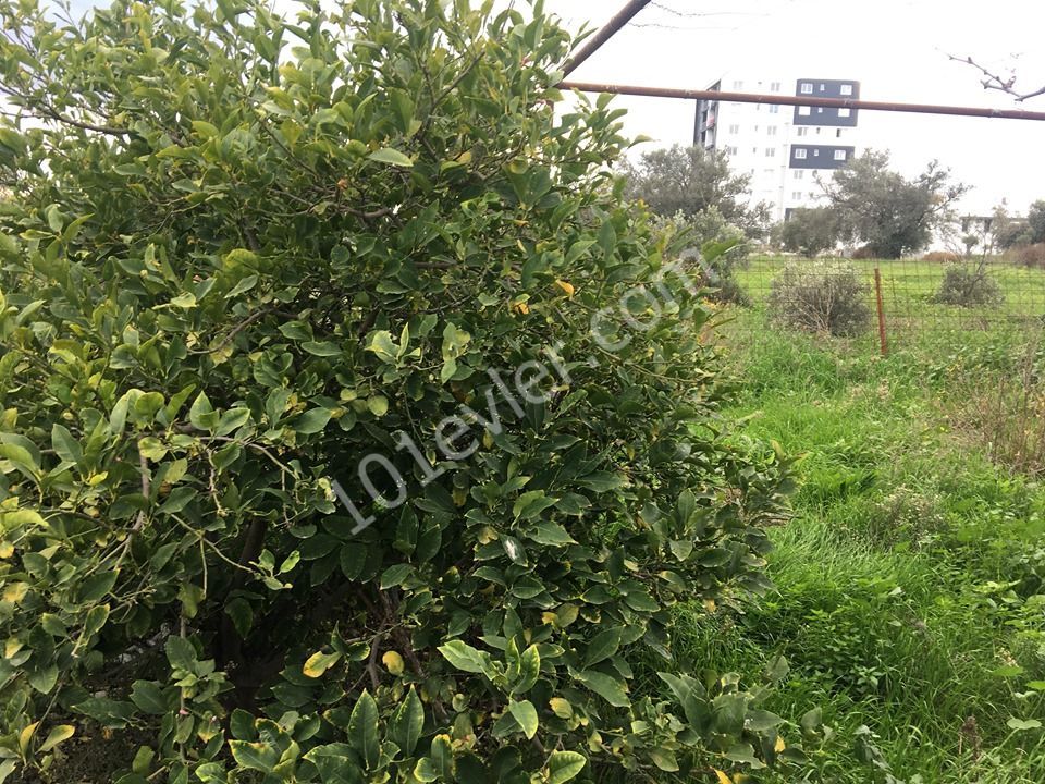 Einfamilienhaus Kaufen in Demirhan, Nikosia