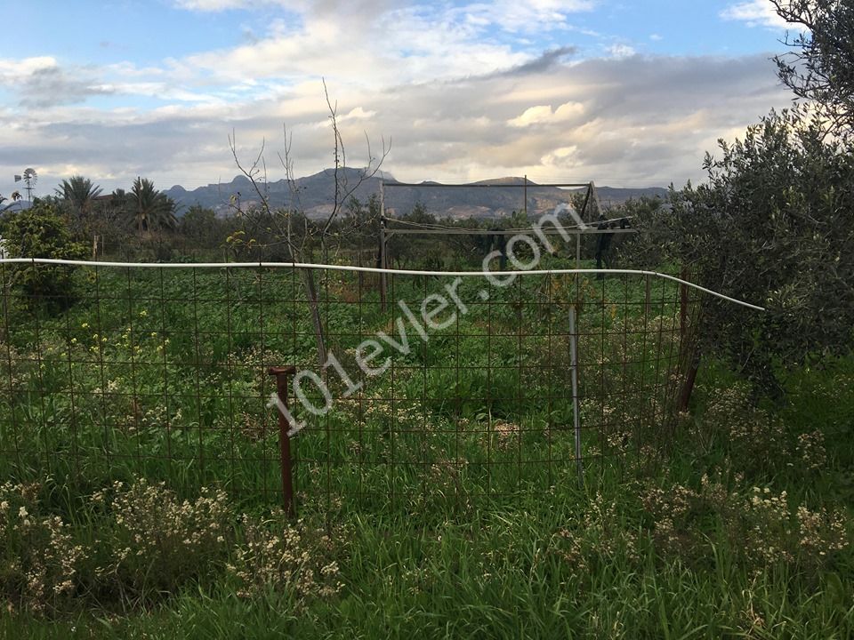 Einfamilienhaus Kaufen in Demirhan, Nikosia