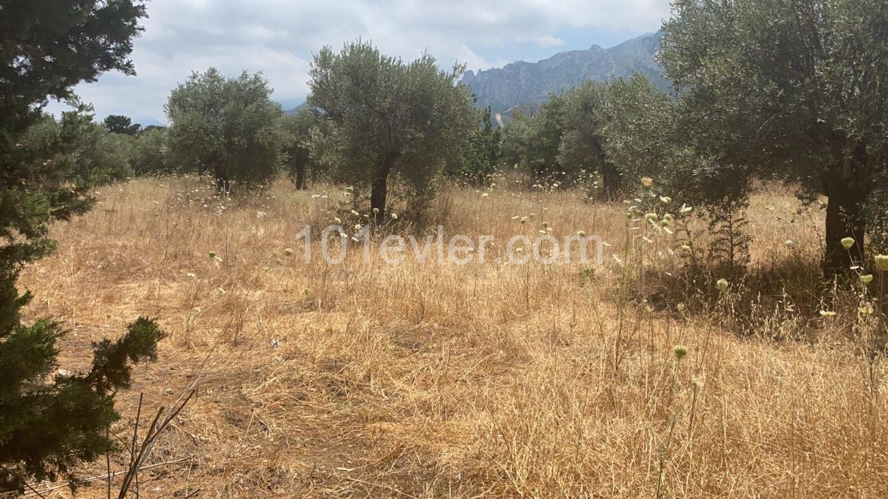 LAND FOR SALE IN OLIVE ** 