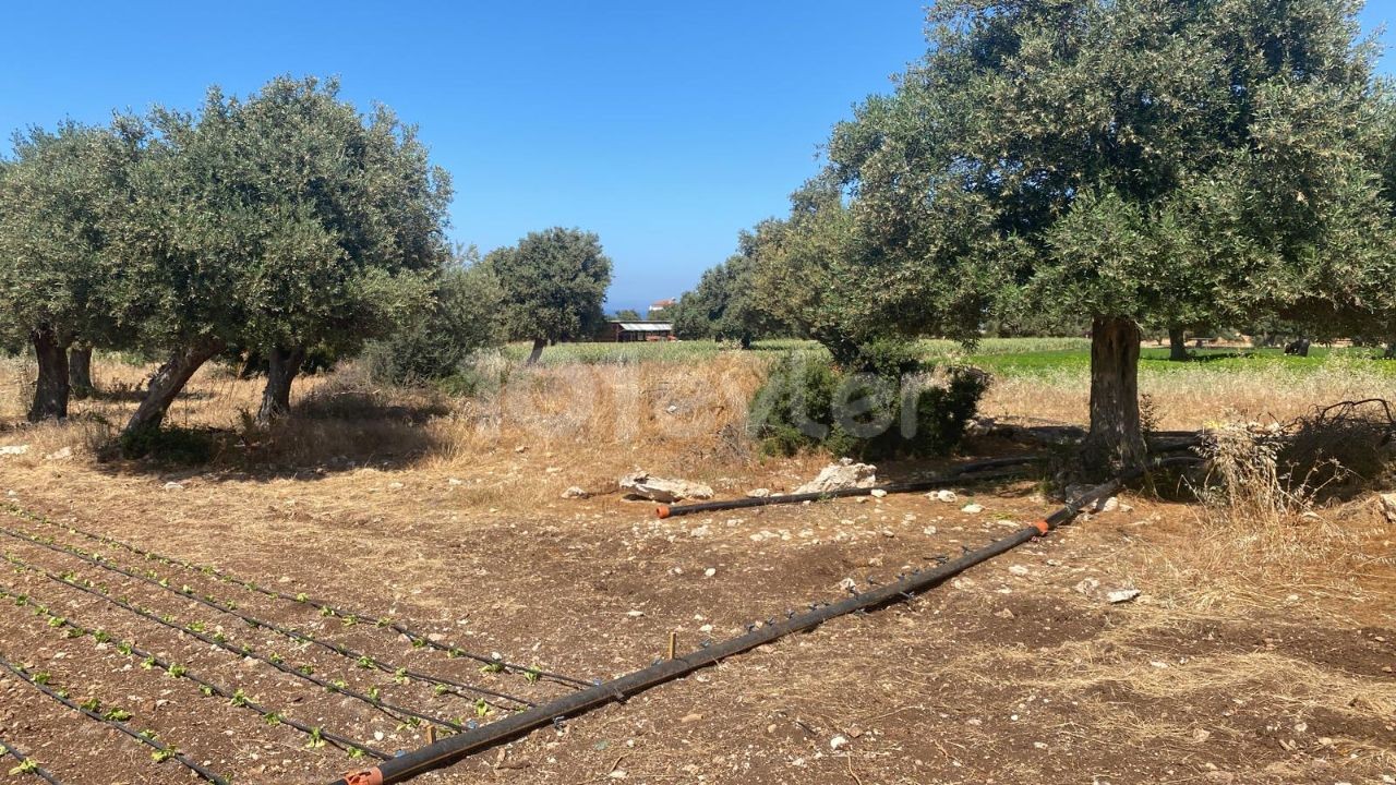 LANDWIRTSCHAFTLICHES LAND ZUM VERKAUF IN ARAPKÖY ** 