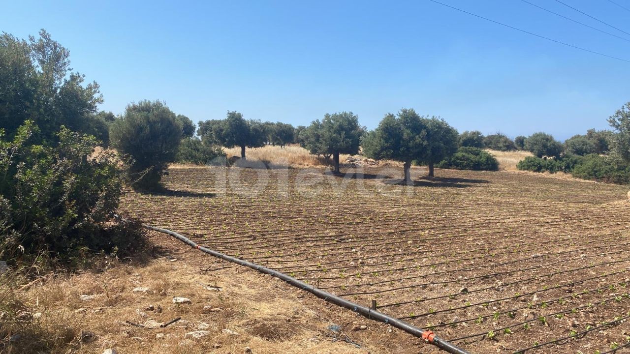 LANDWIRTSCHAFTLICHES LAND ZUM VERKAUF IN ARAPKÖY ** 