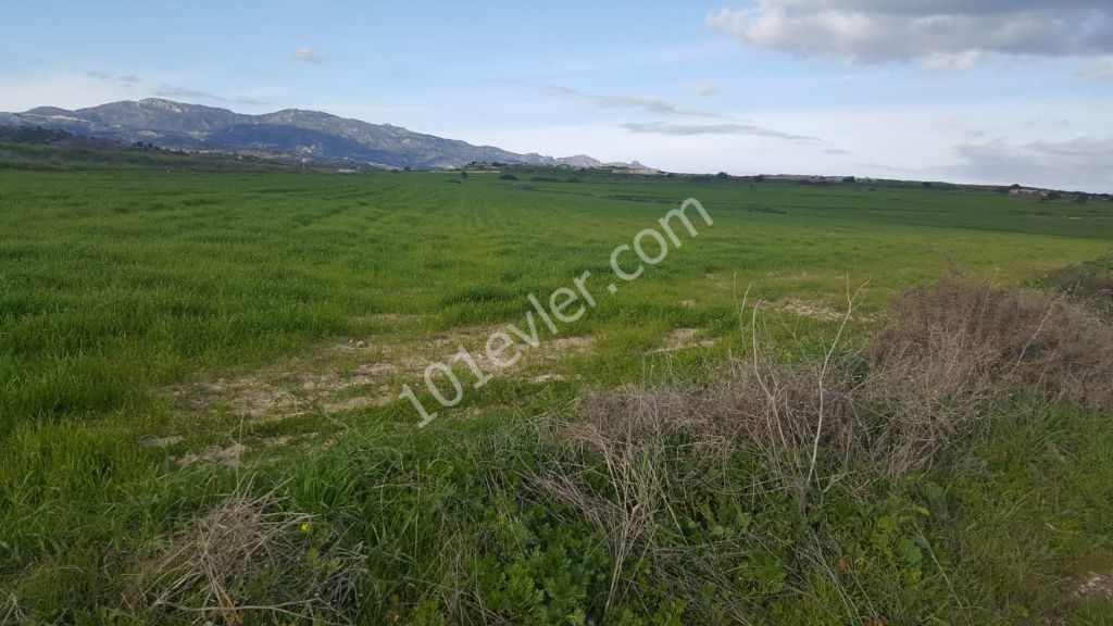 Field For Sale in İskele Merkez, Iskele