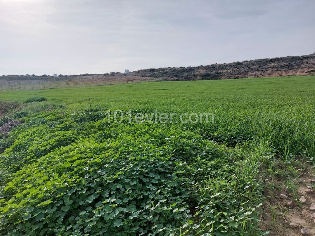 Field For Sale in Sınırüstü, Iskele