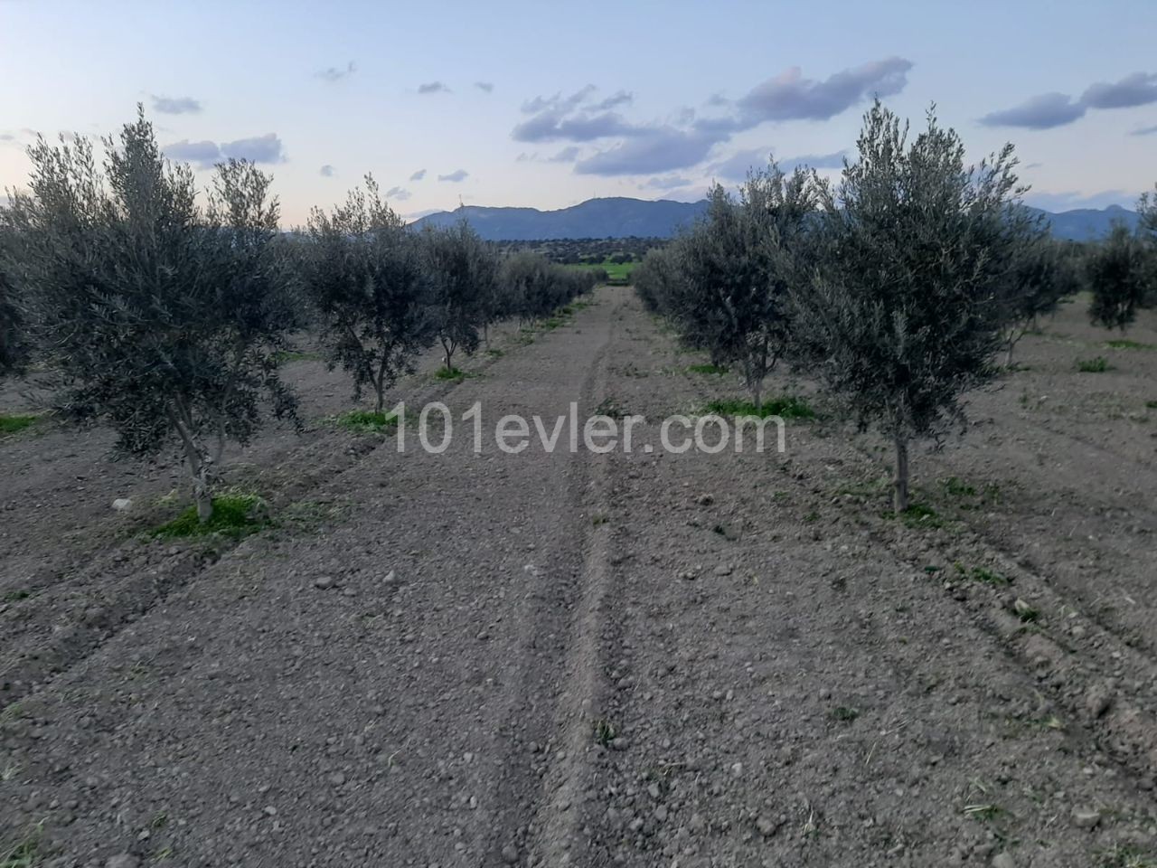 رشته برای فروش in Yarköy, ایسکله