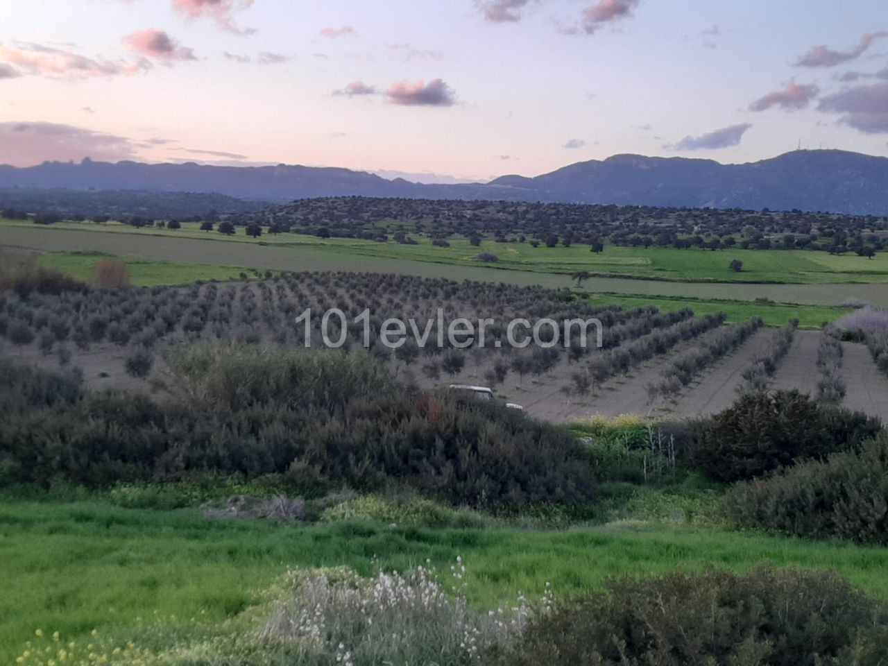 رشته برای فروش in Yarköy, ایسکله