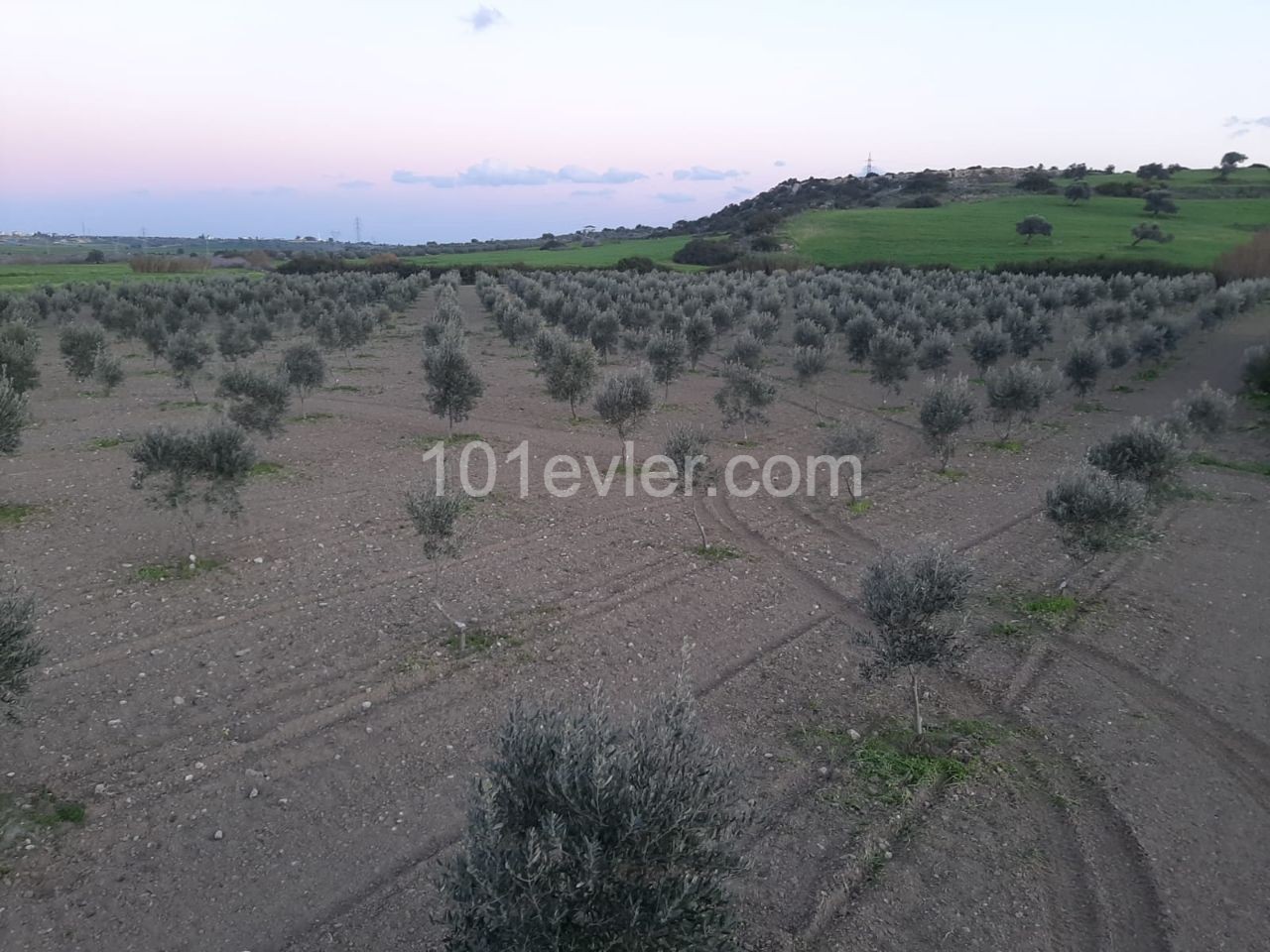 رشته برای فروش in Yarköy, ایسکله