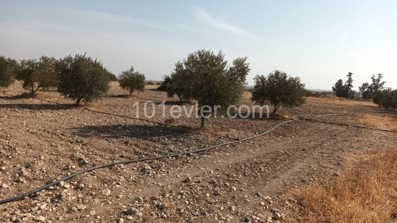 7 acres 3 household olive garden in Ulukessed borders