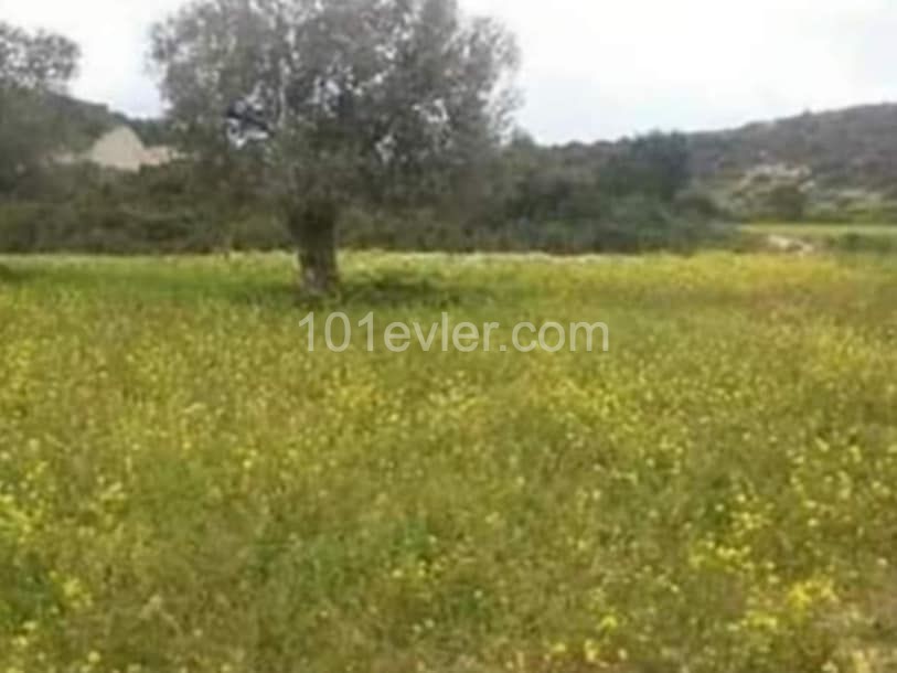 2 EVLEK LAND FOR INVESTMENT ON ISKELE DIPKARPAZ ZAFERBURNU ROAD ** 